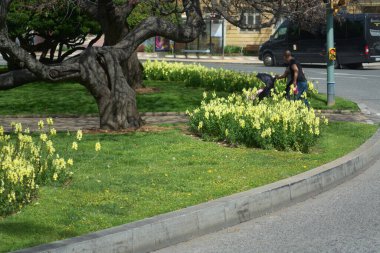 Sarı çiçeklerin açtığı huzurlu bir park manzarası, şehir yaşamının ortasında güzellik ve sükunet sunan doğal bir cennet..
