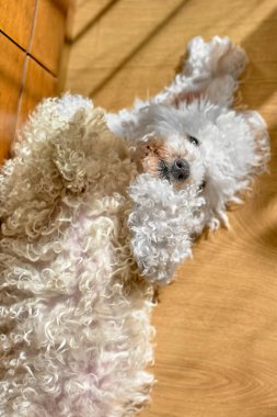 Bir Maltalı bizon huzur içinde yatar, tertemiz beyaz önlüğü güneş ışığının altında durur..