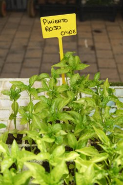 Topraklı beyaz tepside yeşil yapraklı kırmızı biber bitkileri. Kırmızı biber 0.40 yazılı sarı bir etiket var, bu da bitkinin tipini ve fiyatını gösteriyor. Çeviri: kırmızı biber.