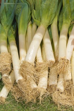 A bunch of fresh leeks with green leaves and white bulbs, laid out closely together. The roots are visible and the leeks appear to be freshly harvested. clipart
