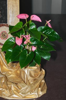Pembe ve yeşil yapraklı kapalı Anthurium, altın bir kumaş üzerine yerleştirilmiş, dekorasyon ve iç tasarım temaları için ideal..