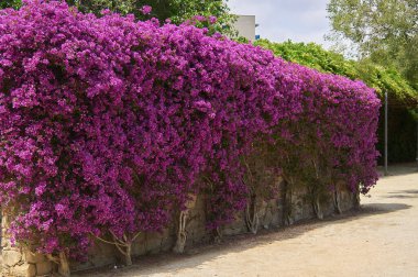 Şehir parkındaki bir duvarı kaplayan canlı bir bougainvillea görüntüsü. Açık gökyüzü ve arka plan bitkileri çiçeklerin güzelliğini arttırır..