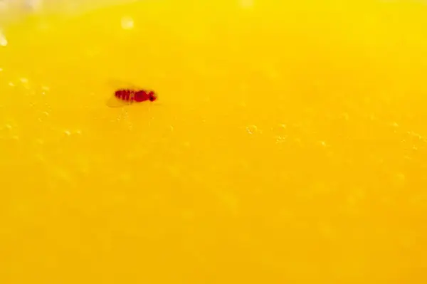 stock image Drosophila melanogaster in a glass of orange juice. Suitable image for biology, genetics, and food topics.