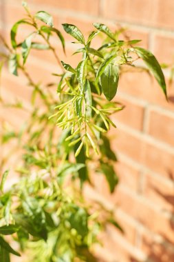 İtüzümü tomurcukları ilk büyüme aşamasında, doğal bir ortamda yakalanır..