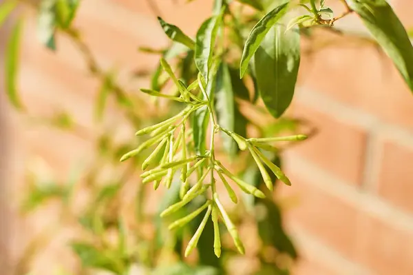 stock image Close-up view of green nightshade plants early-stage buds highlighting their blooming potential against a blurred backdrop.