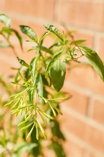 stock image Detailed image of green nightshade buds, perfect for botanical and gardening themes.