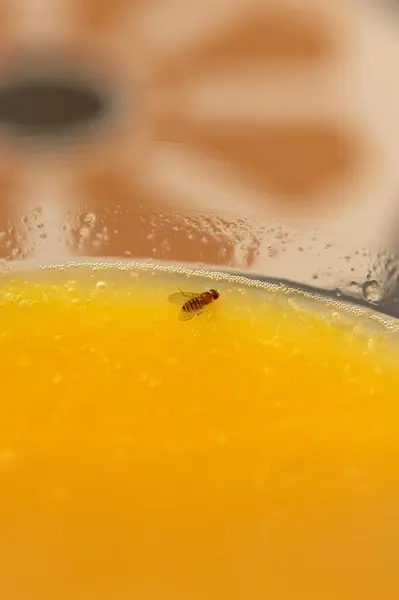 stock image Unique snapshot revealing the minute details of a fruit fly s striped body against a juicy background.