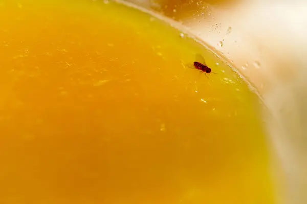 stock image Detailed image of a drosophila melanogaster delicately perched on the shiny, textured surface of a glass filled with orange juice.