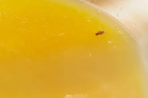 stock image Macro photograph capturing the contrast between the insect s distinctive pattern and the vibrant orange background of the liquid.