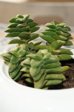 Crassula Perforata growing in a white teapot, creating a unique combination of functionality and natural beauty. Ideal for interior decoration. clipart