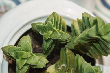 Beyaz çaydanlık bir Crassula Perforata için saksı olarak yeniden tasarlandı. Bitki ve tasarım aşıkları için dekoratif ve sürdürülebilir bir seçenek.