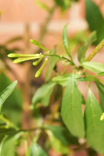 Stock image The image focuses on the intricate details and vivid texture of night-blooming jasmine in a natural setting.