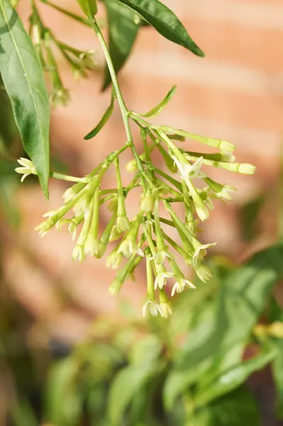 Stock image Macro photograph of night jasmine capturing the natural beauty and delicate phase before blooming.