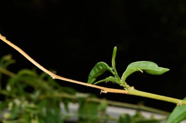 Olgun yeşil yapraklı arka planda odakları olmayan bir dala yakın çekim. Büyüme, yenilenme ve doğa temaları için ideal.