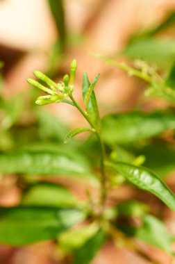 Yasemin çiçeklerini açmadan önce gecenin genç ve umut verici yapısını ön plana çıkaran yakın manzara.