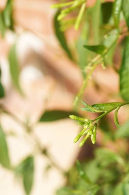 Night-blooming jasmine in its initial phase with closed flower buds and fresh leaves, perfect for botanical studies. clipart