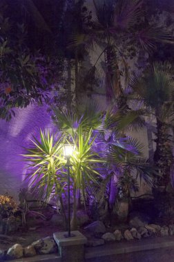 Mor ışıklı arka plan duvarına karşı yapay olarak aydınlatılmış tropikal bir bahçenin gece manzarası sükunet ve egzotizmi çağrıştırıyor. Tematik dekorasyon için ideal.