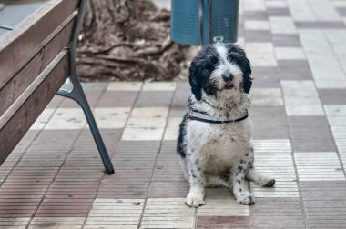 Kıvırcık siyah ve beyaz kürklü şirin bir su köpeği şehir merkezinde fayanslı bir kaldırımda dinleniyor. Köpek koşum takımı takıyor ve bir çöp kutusunun yanına yerleştirilmiş..