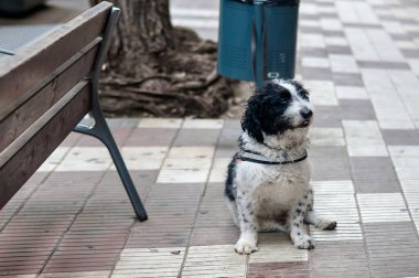 Siyah beyaz kürklü sevimli bir su köpeği kaldırımda bir çöp kutusunun yanında oturuyor. Köpek koşum takımı takıyor ve sabırla bekliyor gibi görünüyor..