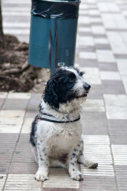 Kıvırcık kürklü siyah beyaz bir su köpeği çöp tenekesinin yanındaki fayanslı kaldırımda koşum takımı takarak oturur. Kentsel ortam köpeğin sakin tavrını vurguluyor..