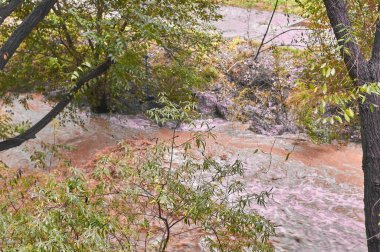 Canlı yeşil yapraklar ve sonbahar renkleriyle çevrili bir ormanın içinden sakin bir dere akar..