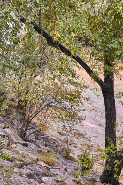 Huzurlu nehir, canlı yeşillikler ve sonbahar renkleriyle bir ormanın içinden akar. Resimli bir manzara yaratır..