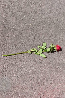 Yeşil yapraklı canlı kırmızı bir gülün asfalt bir zeminde dinlendiği görülüyor. Doğal güzelliğin kentsel bir ortama karşı yan yana gelişini vurguluyor..