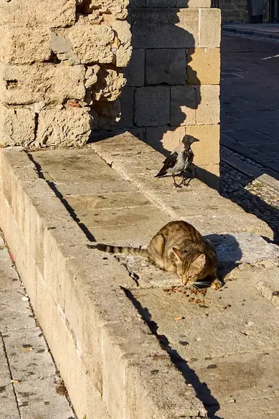 Bu görüntü bir sokak kedisini yemek yerken yakındaki tarihi bir ortamda dokulu taş duvarlara karşı duran bir kuşu yakalar..
