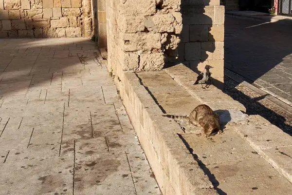 Küçük bir kuş dikkatle izlerken, bir sokak kedisi yıpranmış taş bir duvarın yanında yemek yiyor, eski bir şehir ortamında sakin bir vahşi yaşam anı yaratıyor..
