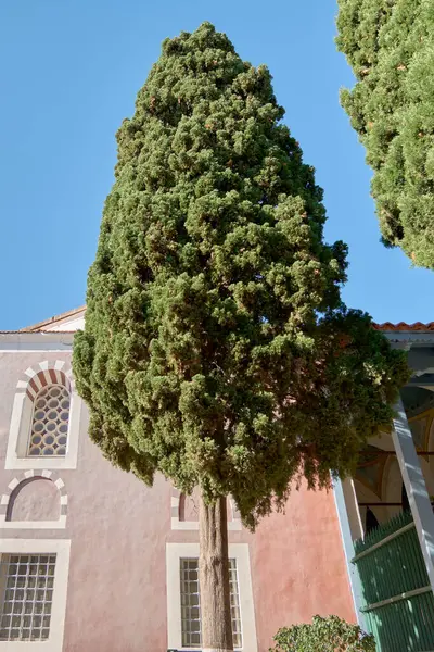 İnce bir selvi, eşsiz mimari detaylara sahip bir binanın yanında dikey bir perspektif sunarak, bir şehir ortamında gururla duruyor..