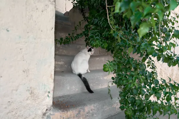 Bu başıboş kedi, kendine özgü kürküyle, Rhodes Old Town 'da bir merdivende duruyor, taş dokusu ve çevresindeki bitkilerle harmanlanmış..