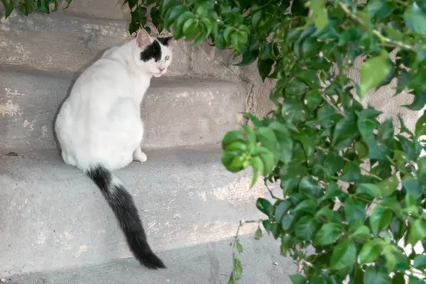 Kafasında ve kuyruğunda siyah işaretler olan beyaz bir kedi, Rodos 'taki yemyeşil yeşilliklerin yanında, antik taş merdivenlerde sakince oturur..