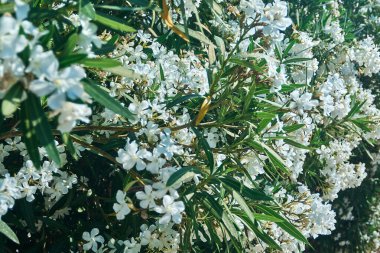 Katalonya 'da açık bir yaz gününde yakalanan yoğun beyaz zakkum çiçekleri ve koyu yeşil yapraklar..