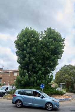 Viladecans.Barcelona - 28 Temmuz 2025: Belirgin, yemyeşil bir ağaç, bulutlu bir gökyüzünün altında arabaların dolaştığı bir döner kavşağın ortasında dimdik duruyor..