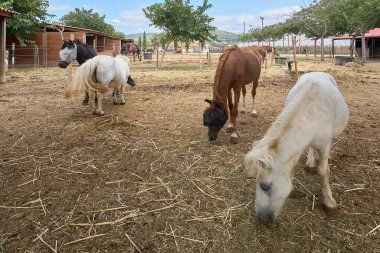 Beyaz bir midilli ve birkaç at açık bir gökyüzünün altında kuru bir tarlada otluyor. Görüntü, sakin bir kırsal çiftlik sahnesini doğal ortamda farklı at türleriyle yakalıyor..