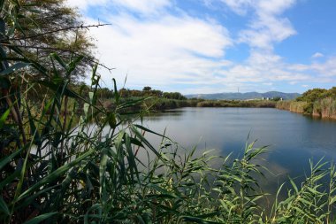 Bu görüntü, sulak arazinin sükunetini yansıtıyor. Korunan doğal bir alan. Ön planda yeşil sazlıklar, arka planda ise sakin su ve dağlar var..