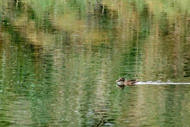 Yalnız bir ördek, doğal sulak alandaki bir gölün sakin yüzeyinde yüzerken görülür. Su, çevreleyen yeşil bitki örtüsünü güzel bir dalga etkisi ile yansıtır..