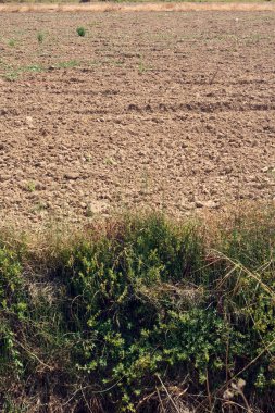 Kumlu dokusu ve çizgileriyle tarlaya yakın bir yer. Tarım, ekme ve tarım mevsiminde çiftçiliğin sıkı çalışmalarını temsil eder..