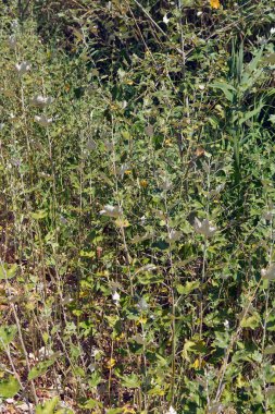Yeşil ve gümüşi yapraklı yoğun bir yabani bitki kümesi doğal bir doku oluşturur. Yazın ortasında güneşlenen vahşi bir tarlanın manzarası.