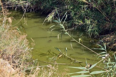Küçük bir kaplumbağa ya da terrapin bir kanalın bulanık yeşil suyunda yüzer. Sahne, kırılgan bir sulak alandaki vahşi yaşamı temsil ediyor..