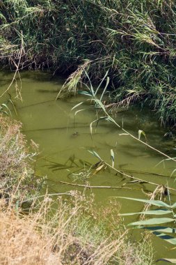 Durgun suyla çevrili bir göl manzarası, çalı çırpı ve sazlıklarla çevrili. Bir sürüngen zar zor görülebiliyor, bataklıktaki gizli biyolojik çeşitliliği gösteriyor..