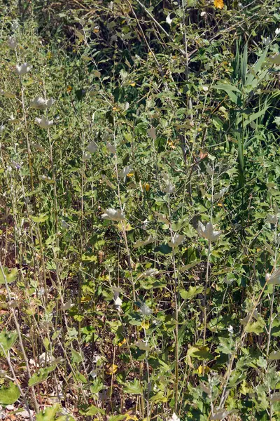 Yeşil ve gümüşi yapraklı yoğun bir yabani bitki kümesi doğal bir doku oluşturur. Yazın ortasında güneşlenen vahşi bir tarlanın manzarası.