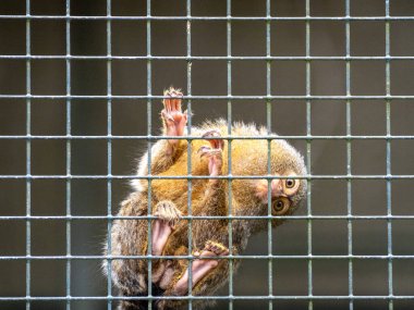 Hayvanat bahçesindeki Mamoset maymunu, parmaklıkların arkasına bakıyor.