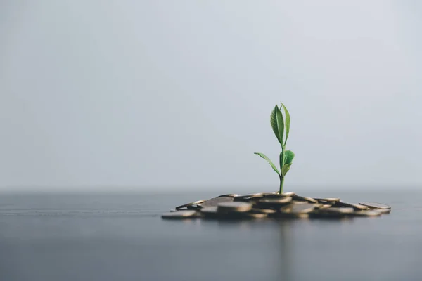 Stapel Von Münzen Mit Pflanze Der Spitze Für Unternehmen Sparen — Stockfoto