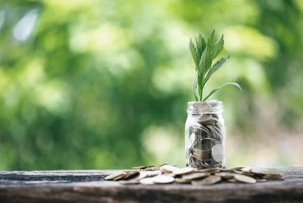 Stock image Money and environment business concept growth. The green growth on the coin show the development of investment of an economic success. The profit of the money tree on coins are increasing and saving.