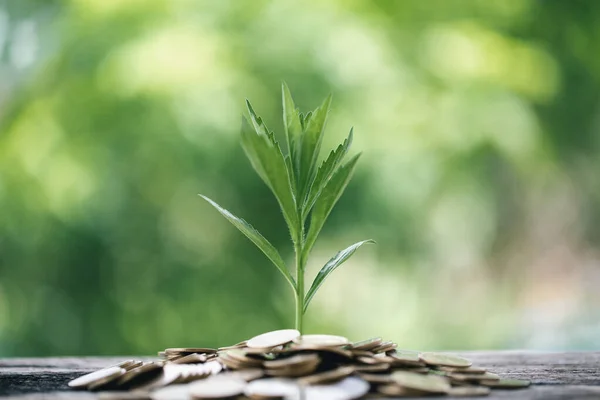 お金と環境ビジネスの概念の成長 コインの緑の成長は 経済的成功の投資の発展を示しています コインのお金の木の利益が増加し 保存されています — ストック写真