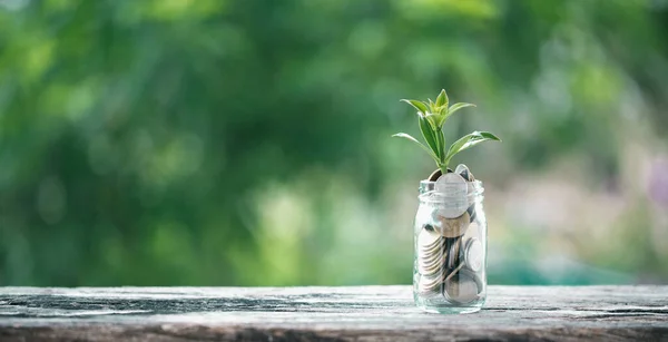 Dinero Medio Ambiente Crecimiento Del Concepto Negocio Crecimiento Verde Moneda — Foto de Stock