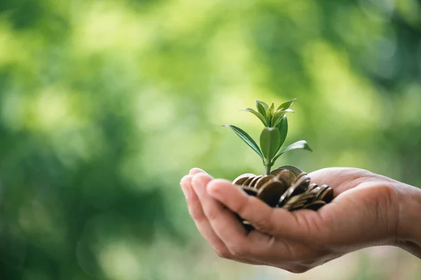 緑の植物はコインスタック上で成長するビジネス成長の概念です 自然を背景にコインツリーを持つ手は 環境生態学への投資におけるビジネスの成功を示しています — ストック写真
