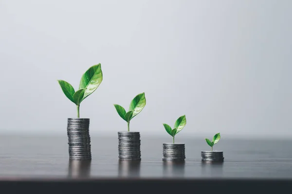 Χρηματικό Νόμισμα Δέντρο Χρημάτων Είναι Μια Επιχειρηματική Ανάπτυξη Επιχειρηματικό Φυτό — Φωτογραφία Αρχείου