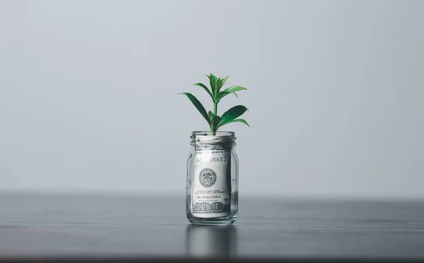 Die Geldmünze Oder Der Geldbaum Ist Ein Geschäftswachstum Die Geschäftspflanze — Stockfoto